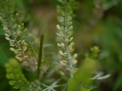 Lepidium apetalum, photographed by Dinesh Valke