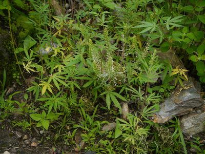 Lepidium apetalum, photographed by Dinesh Valke