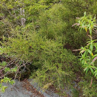 Coprosma rugosa, photographed by Jenny Saito