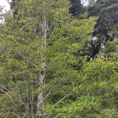 Nothofagus fusca, photographed by Jenny Saito