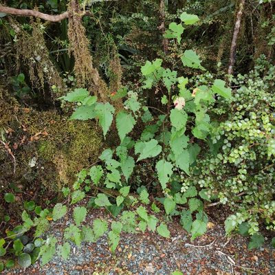 Hoheria glabrata, photographed by Jenny Saito