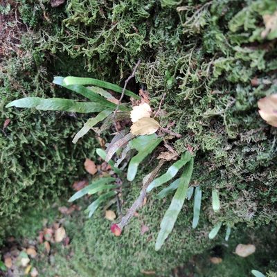 Notogrammitis billardierei, photographed by Jenny Saito
