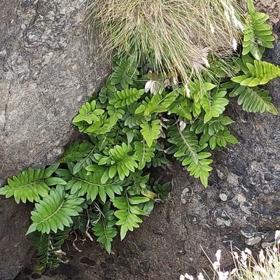 Asplenium obtusatum, photographed by Jenny Saito