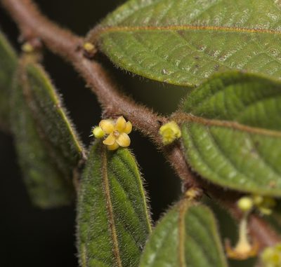 Glochidion eriocarpum, photographed by portioid