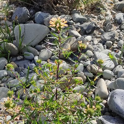 Collomia grandiflora, photographed by Jenny Saito