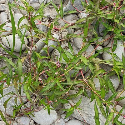 Persicaria maculosa, photographed by Jenny Saito
