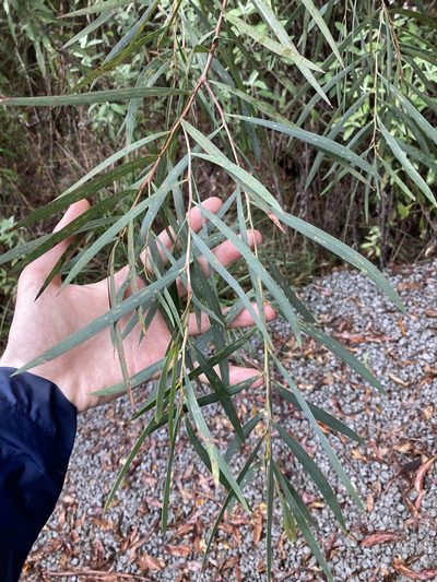 Acacia courtii, photographed by Thomas Mesaglio