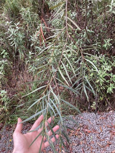 Acacia courtii, photographed by Thomas Mesaglio
