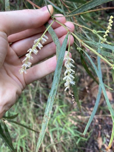 Acacia courtii, photographed by Thomas Mesaglio