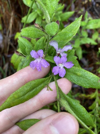 Coopernookia chisholmii, photographed by Thomas Mesaglio