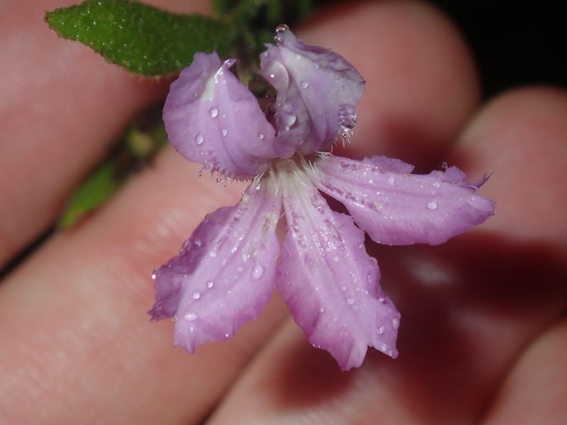 Coopernookia chisholmii, photographed by Thomas Mesaglio