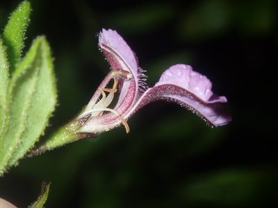 Coopernookia chisholmii, photographed by Thomas Mesaglio