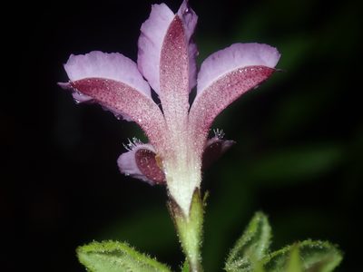Coopernookia chisholmii, photographed by Thomas Mesaglio