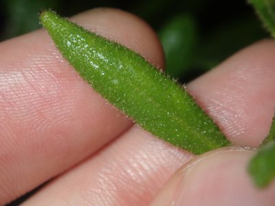 Coopernookia chisholmii, photographed by Thomas Mesaglio
