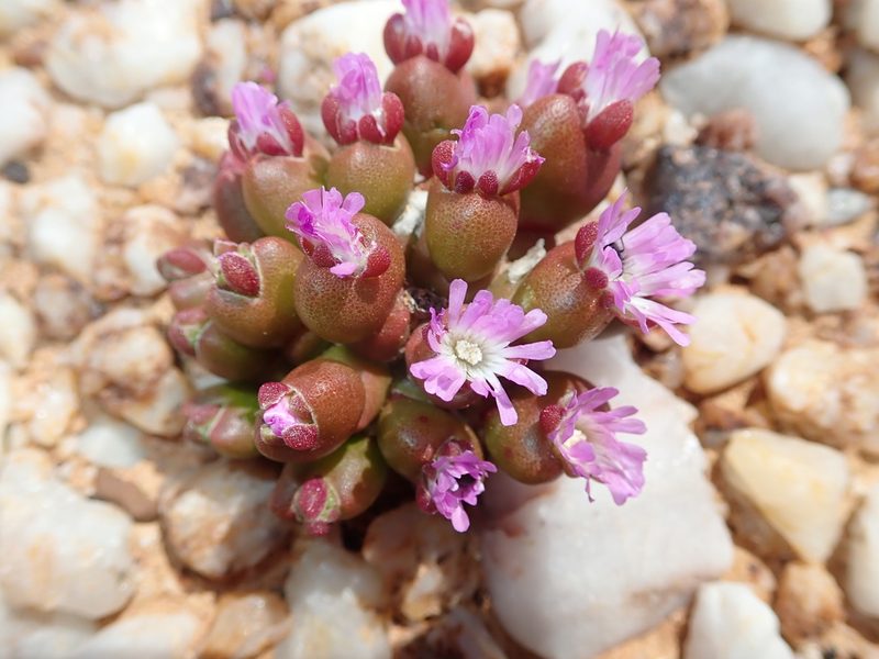 Oophytum nanum, photographed by Peter Warren