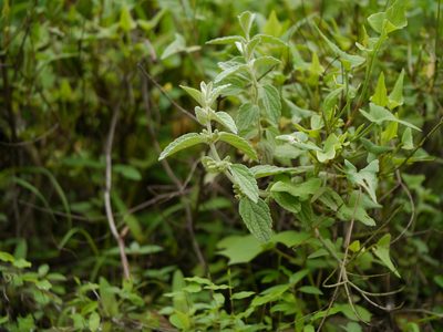 Leucas lanata, photographed by Dinesh Valke
