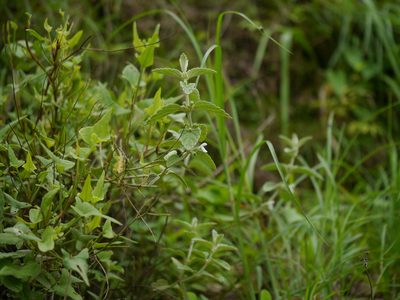 Leucas lanata, photographed by Dinesh Valke