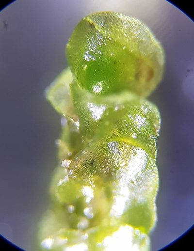 Nardia compressa, photographed by Helen Waterman