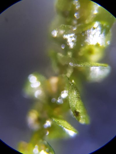 Nardia compressa, photographed by Helen Waterman