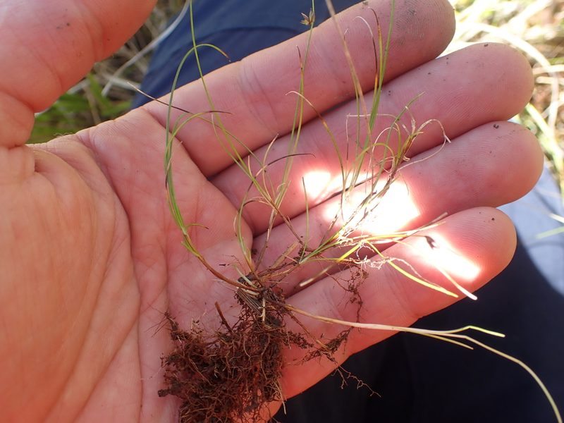 Carex allanii, photographed by Paul Bell-Butler