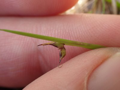 Carex allanii, photographed by Paul Bell-Butler
