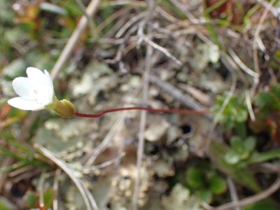 Forstera tenella, photographed by Paul Bell-Butler