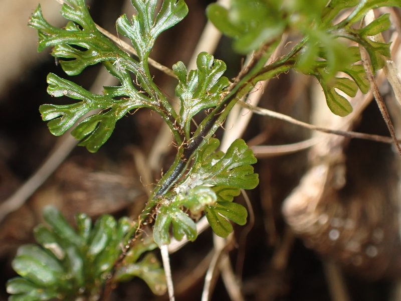 Hymenophyllum villosum, photographed by Paul Bell-Butler