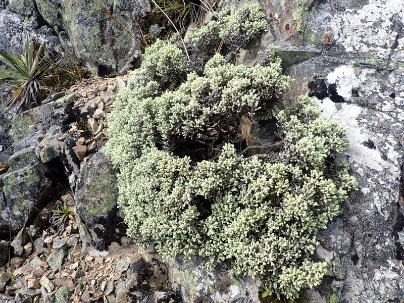 Helichrysum plumeum, photographed by Paul Bell-Butler