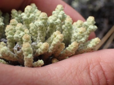 Helichrysum plumeum, photographed by Paul Bell-Butler