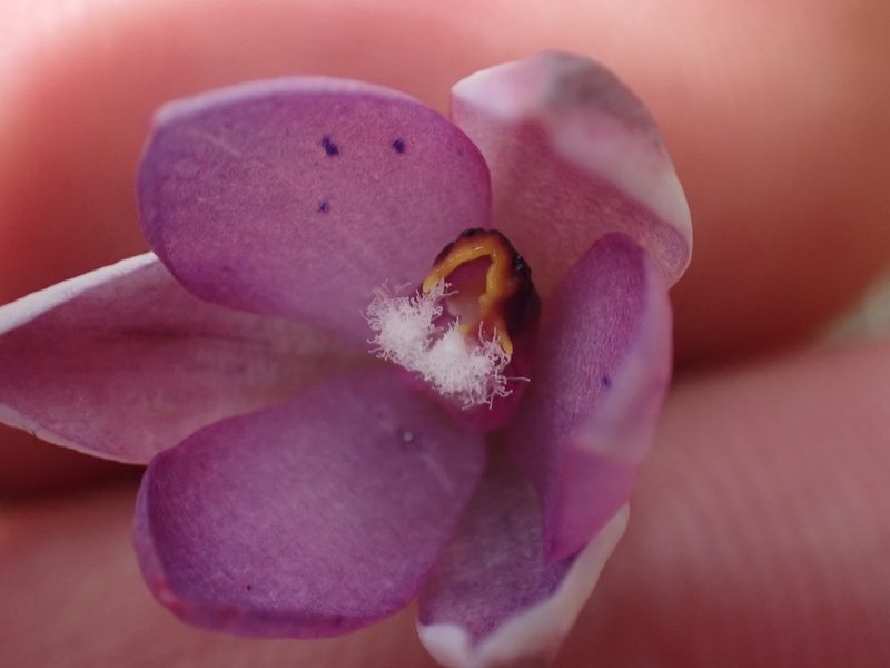 Thelymitra nervosa, photographed by Paul Bell-Butler