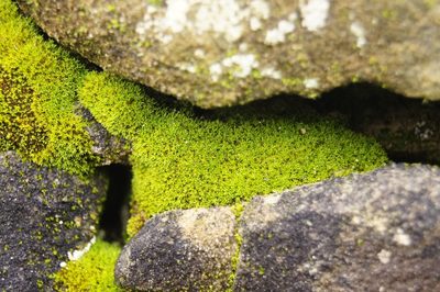 Pseudocrossidium revolutum, photographed by Dan Wrench