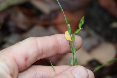 Zornia dyctiocarpa, photographed by Greg Tasney