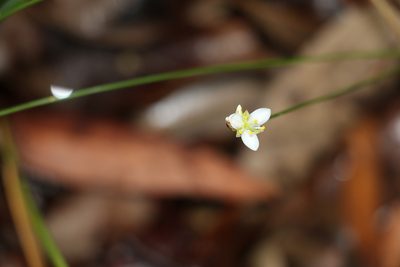 Laxmannia gracilis, photographed by Greg Tasney