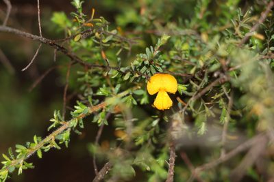 Pultenaea villosa, photographed by Greg Tasney