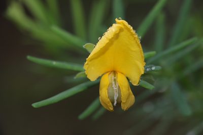 Gompholobium latifolium, photographed by Greg Tasney