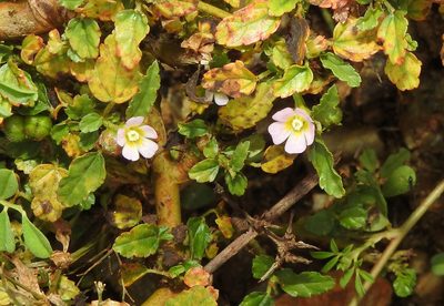 Melochia corchorifolia, photographed by Hopeland