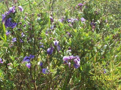 Periandra mediterranea, photographed by Tiago Lubiana