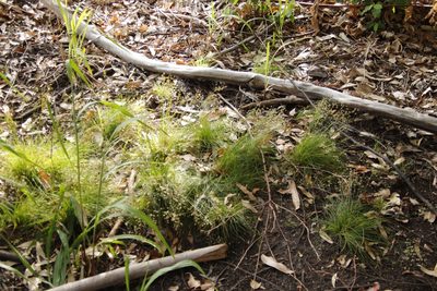 Juncus capensis, photographed by Tony Rebelo