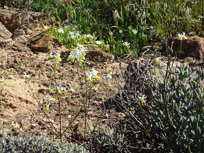 Nemesia anisocarpa, photographed by Peter Warren
