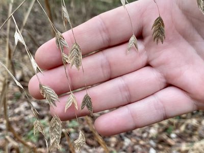 Chasmanthium latifolium, photographed by Emily Summerbell
