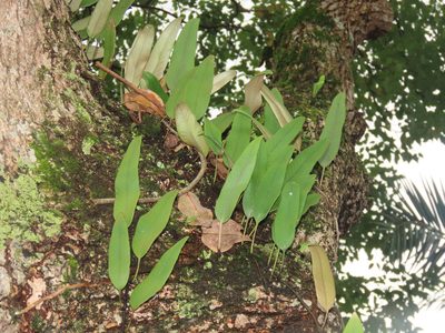 Pyrrosia lingua, photographed by chiuluan