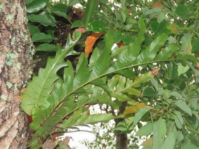 Drynaria coronans, photographed by chiuluan