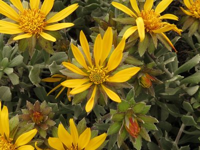 Berkheya cuneata, photographed by Christiaan Viljoen