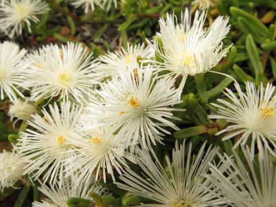 Mesembryanthemum longistylum, photographed by Christiaan Viljoen