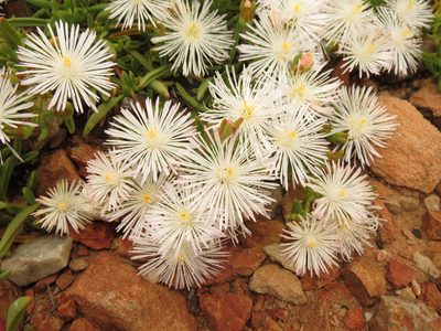 Mesembryanthemum longistylum, photographed by Christiaan Viljoen