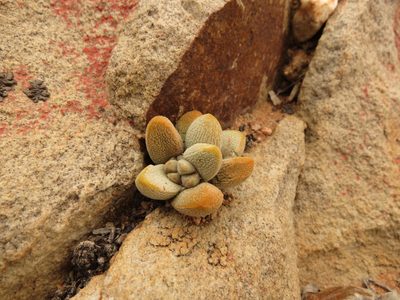Crassula tecta, photographed by Christiaan Viljoen