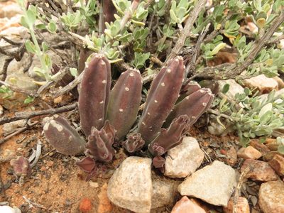 Stapelia rufa, photographed by Christiaan Viljoen
