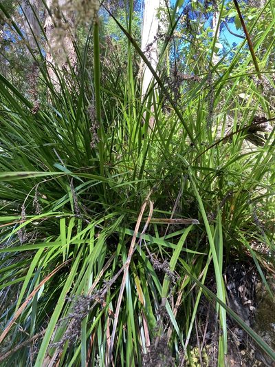 Lepidosperma effusum, photographed by pimelea