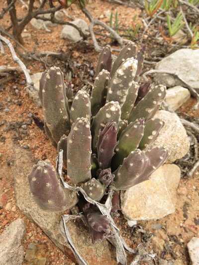 Stapelia rufa, photographed by Christiaan Viljoen