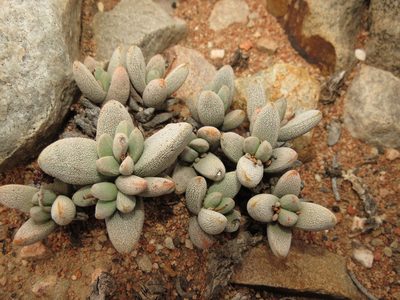 Crassula tecta, photographed by Christiaan Viljoen